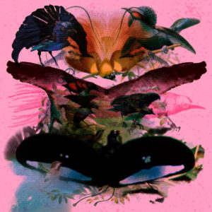 Leon Vynehall Rojus (Designed to Dance) album cover